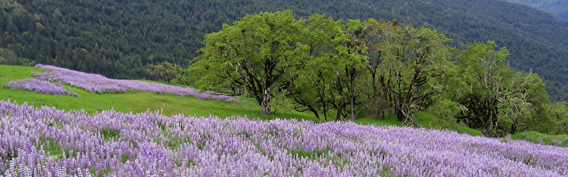 Heron Ecological, LLC