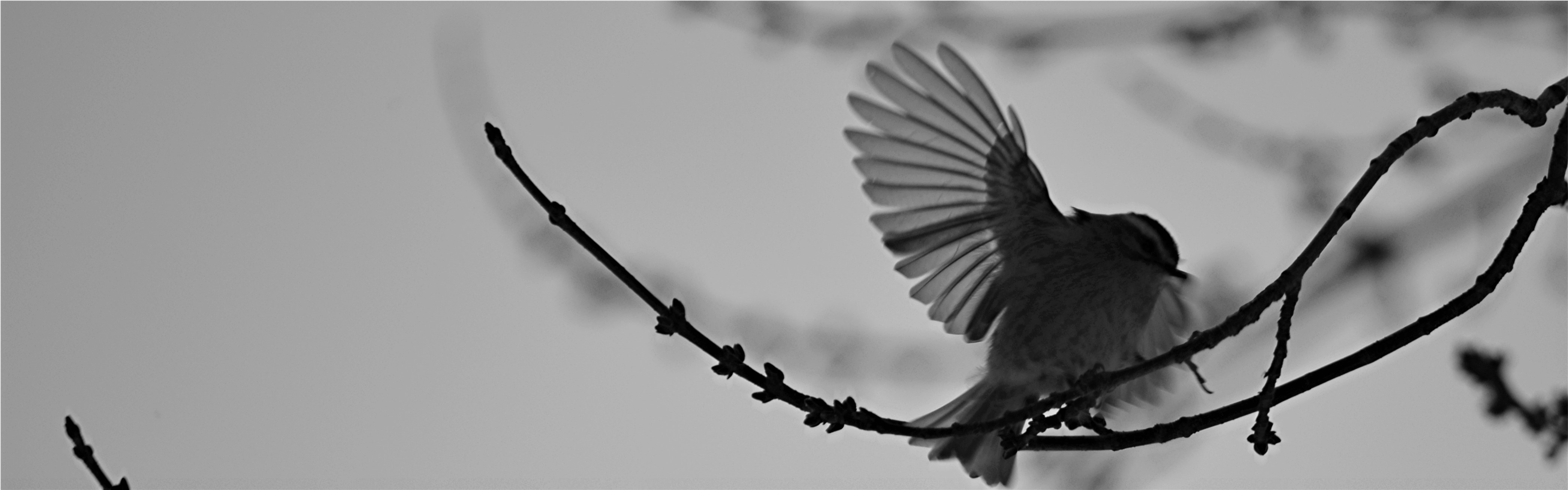 Heron Ecological, LLC